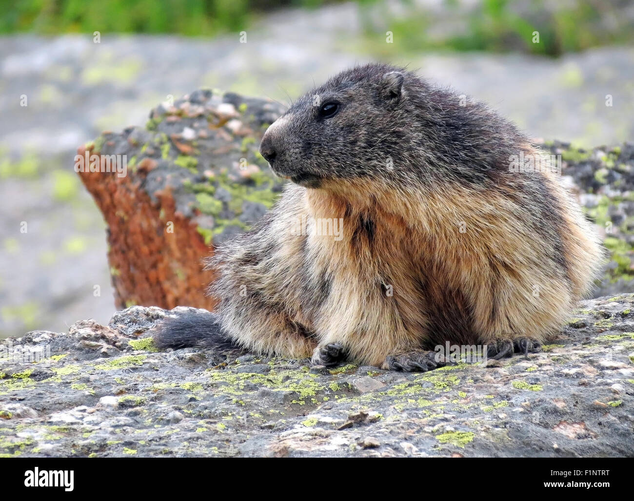 Marmota marmota.  Marmot of the Alps. Gran Paradiso National Park. Alpine fauna. Valle d'Aosta. Italian Alps. Europe. Stock Photo