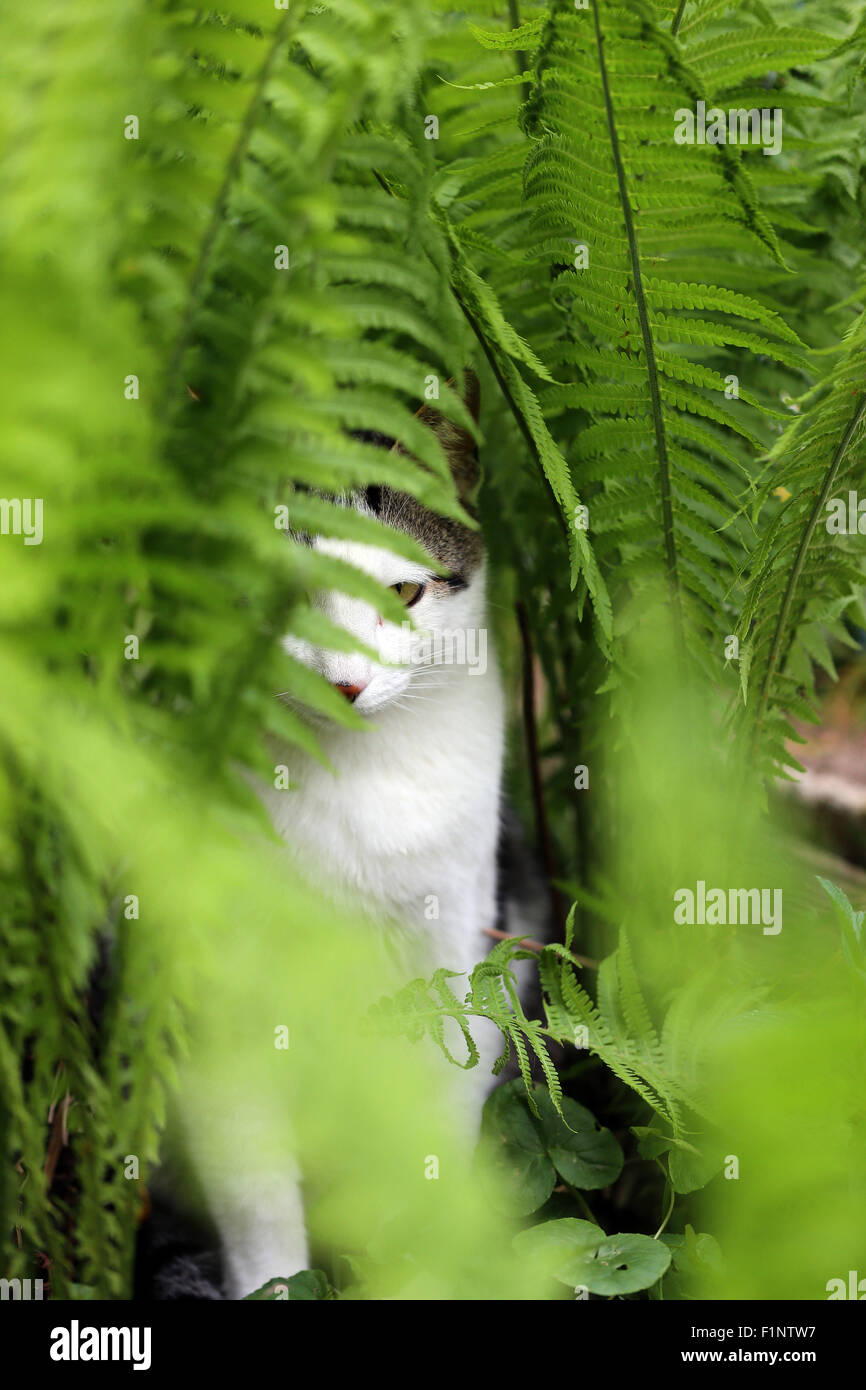 Portrat of white gray cat with green ferns. Pet through ferns, bokeh. Italy. Europe. Stock Photo
