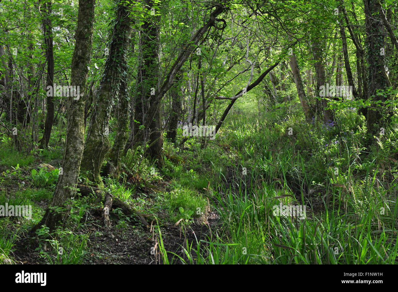 Mount Pleasant Lane, Kingcombe Meadows DWT nature reserve, Dorset Stock Photo
