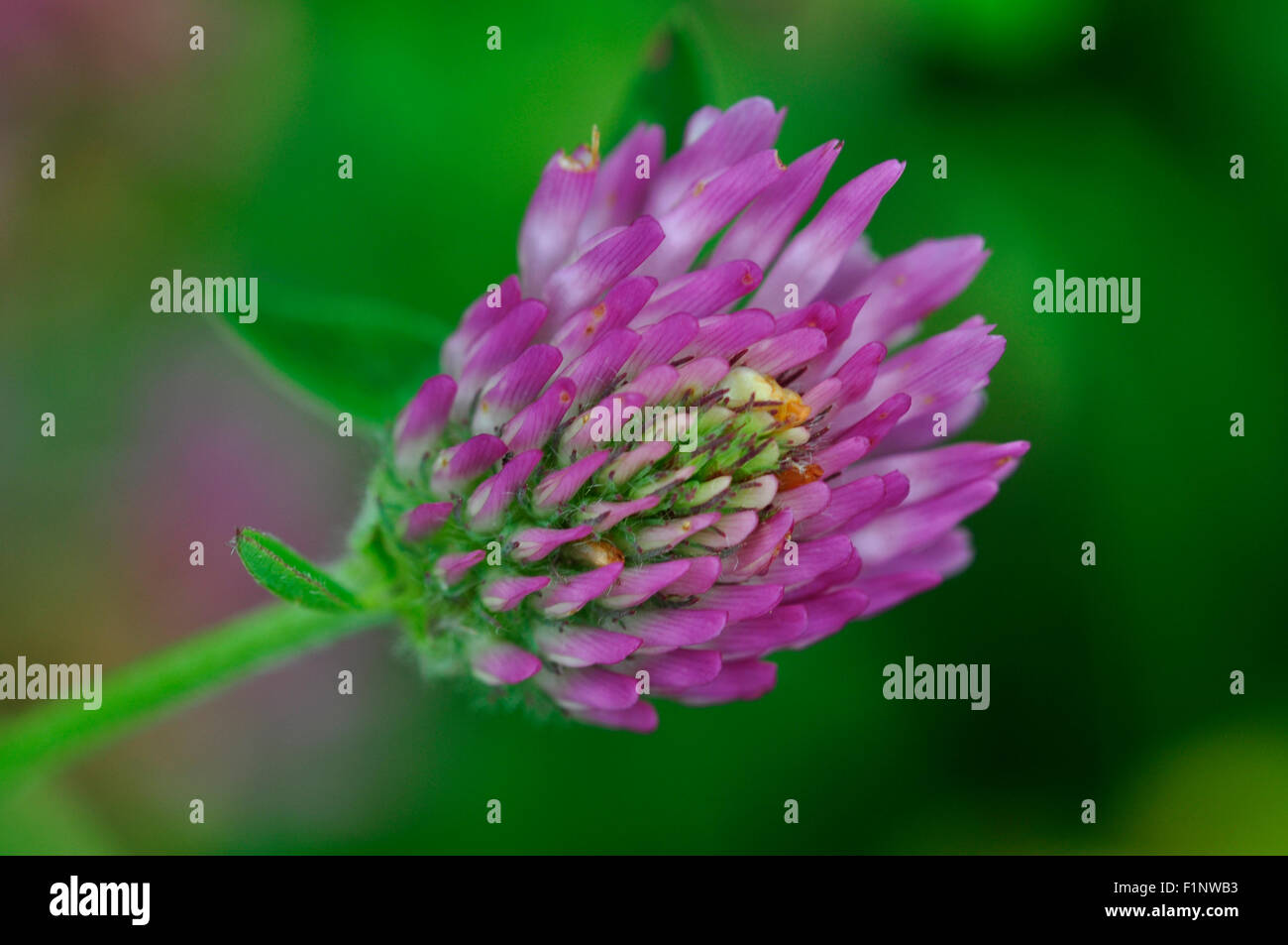 A red clover flower UK Stock Photo