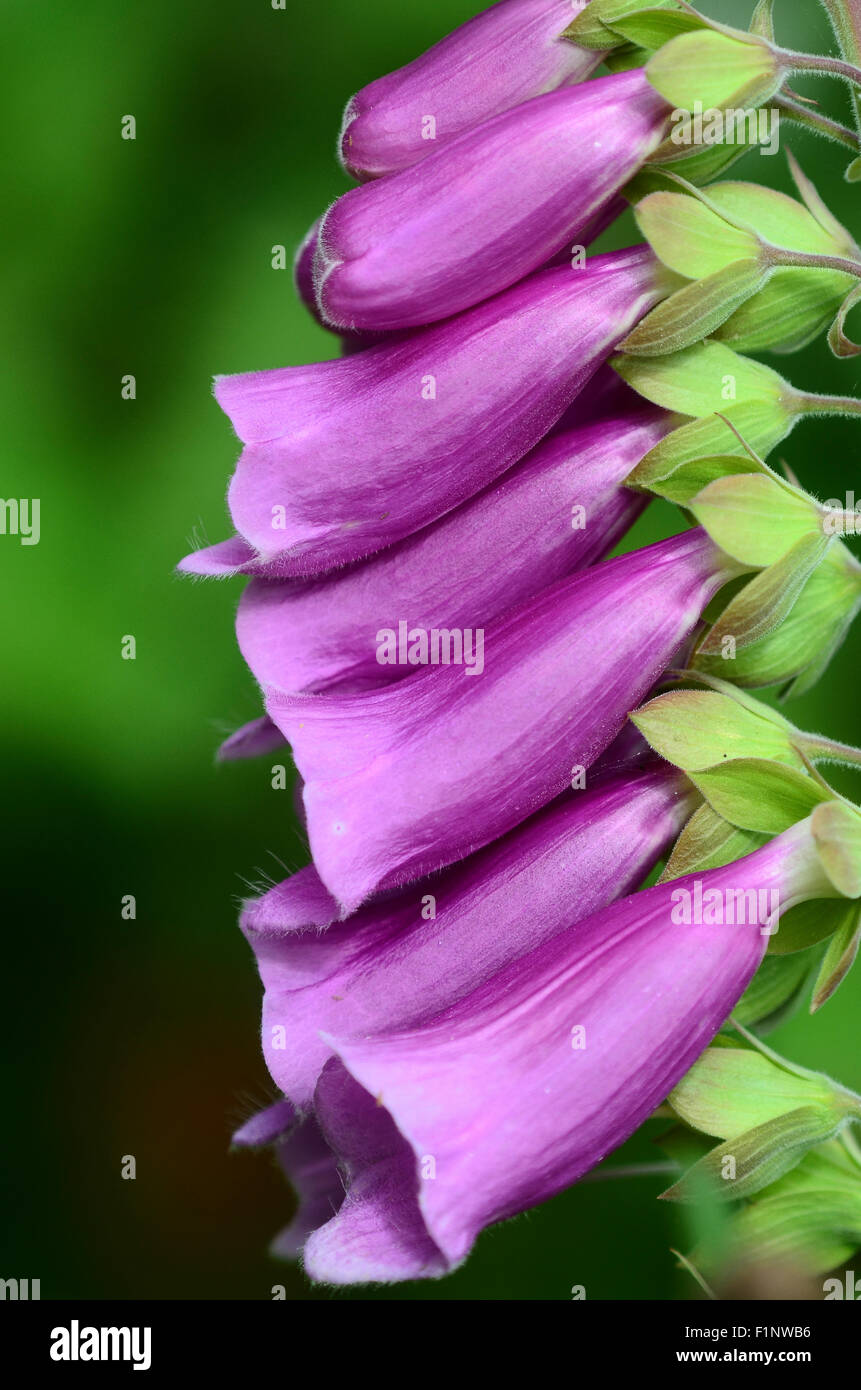 A side view of a foxglove flower UK Stock Photo