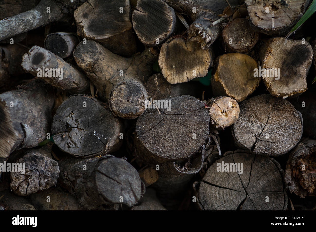 A pile of rotting firewood Stock Photo