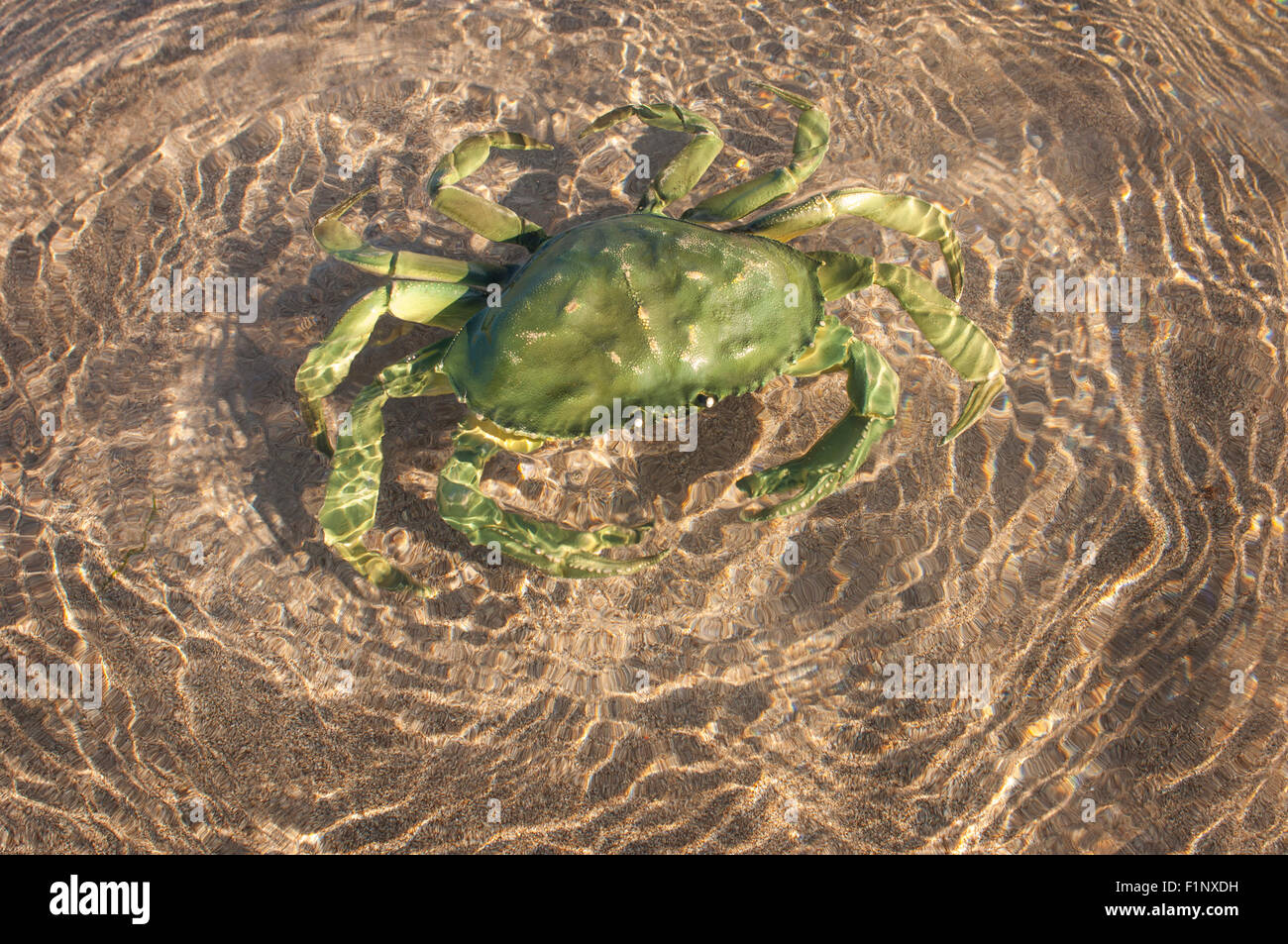 Hard shell crab hires stock photography and images Alamy