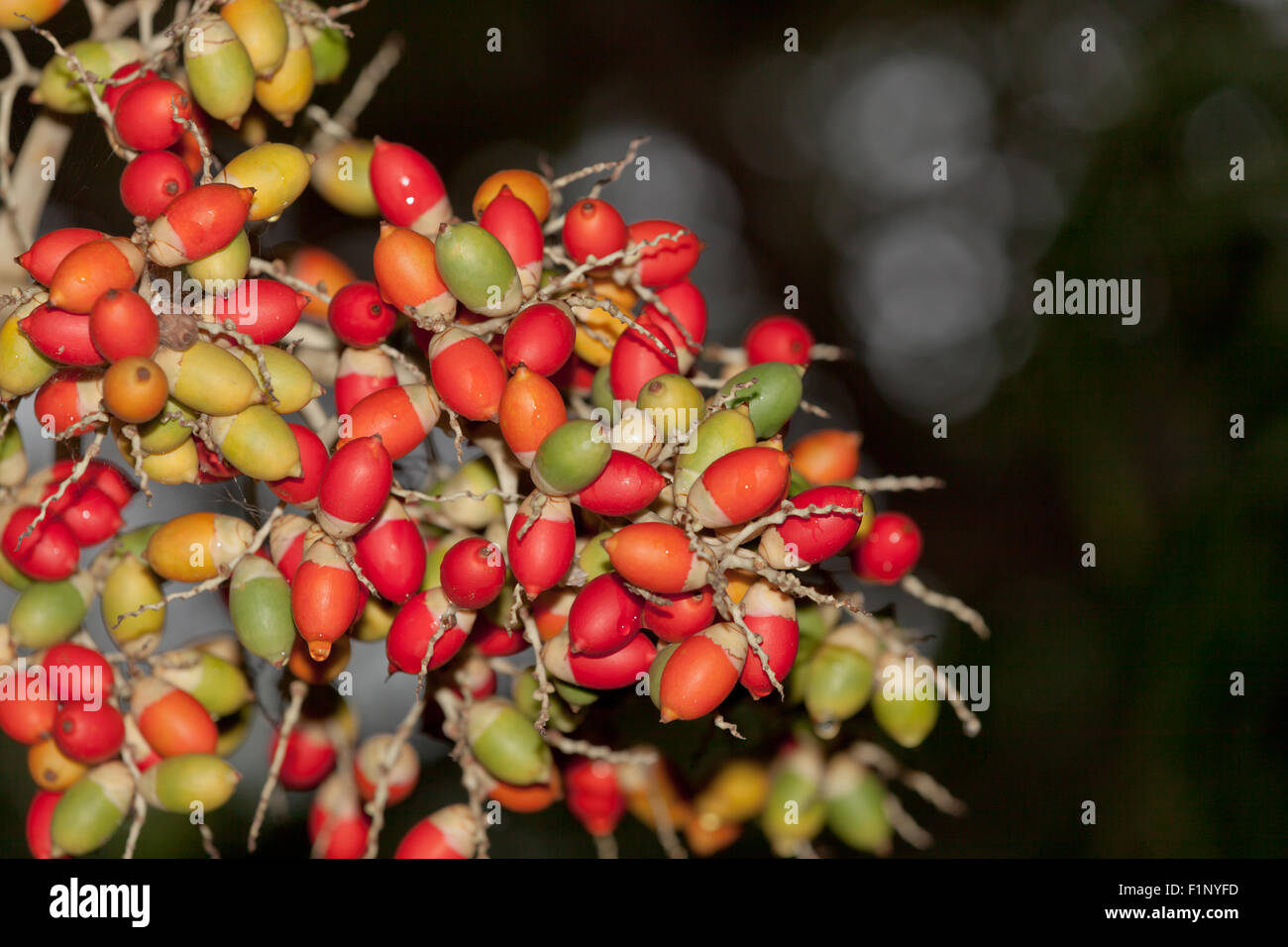 The fruit of a Christmas palm tree in varying degrees of ripeness in
