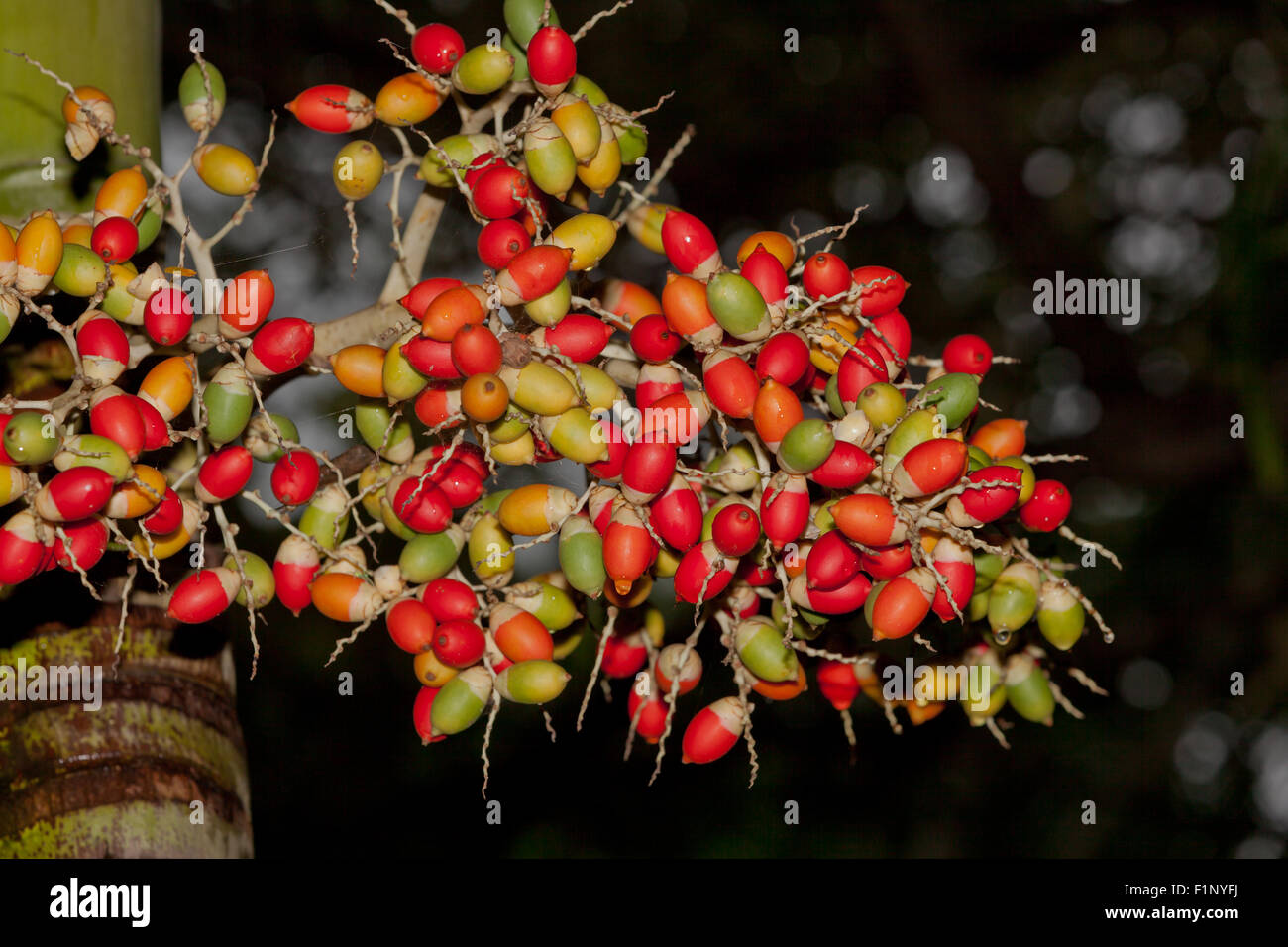 A group of Christmas palm tree fruit in various stages of ripeness