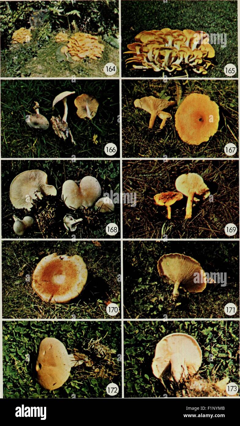 Edible and poisonous mushrooms of Canada Stock Photo