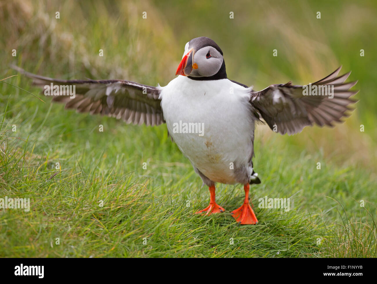 Puffin wingstretch Stock Photo