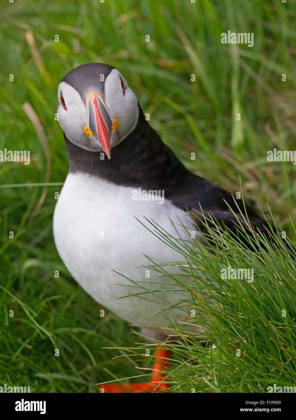 Quizzical Puffin Stock Photo