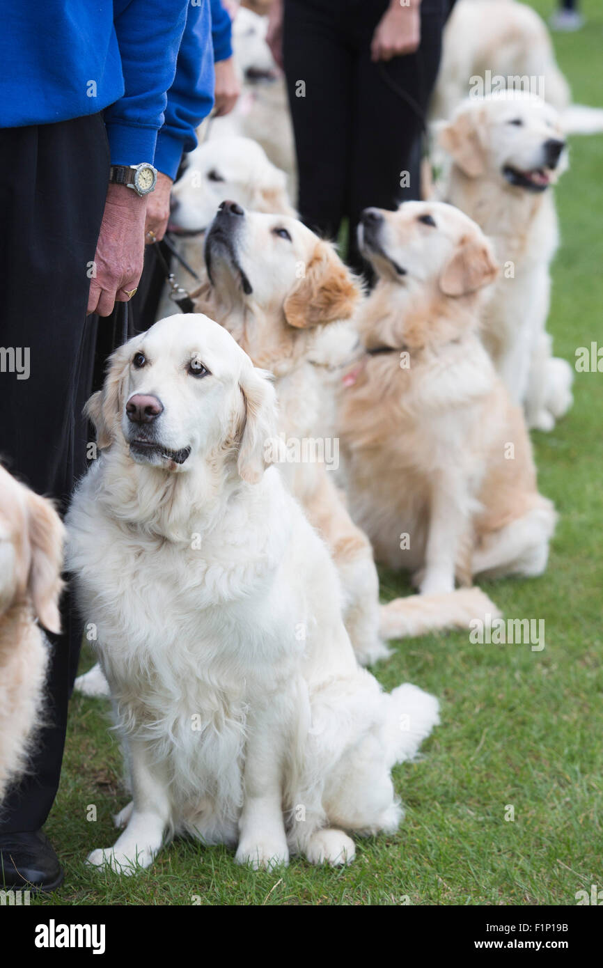 London Uk 5 September 2015 The Southern Golden Retriever
