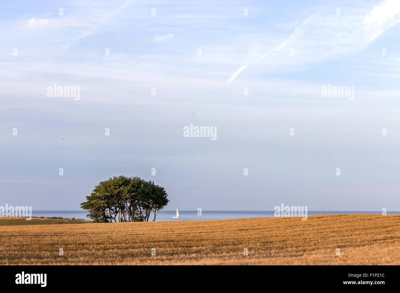 Landscape with tree and field of grain Stock Photo - Alamy