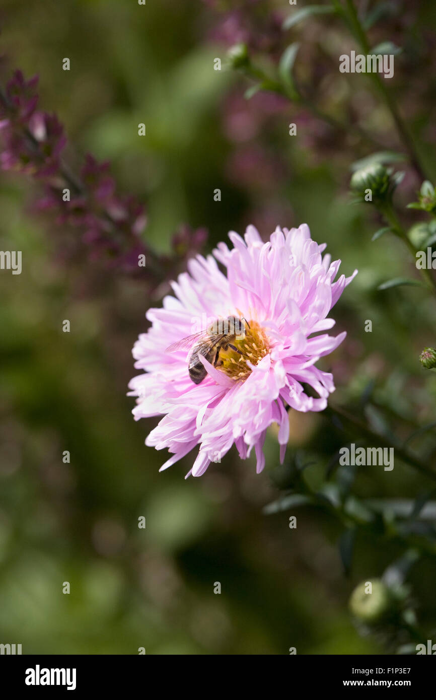 Honeybee on Aster novi-belgii Lassie. Stock Photo