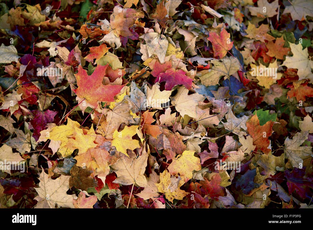 Autumn leaves background hi-res stock photography and images - Alamy
