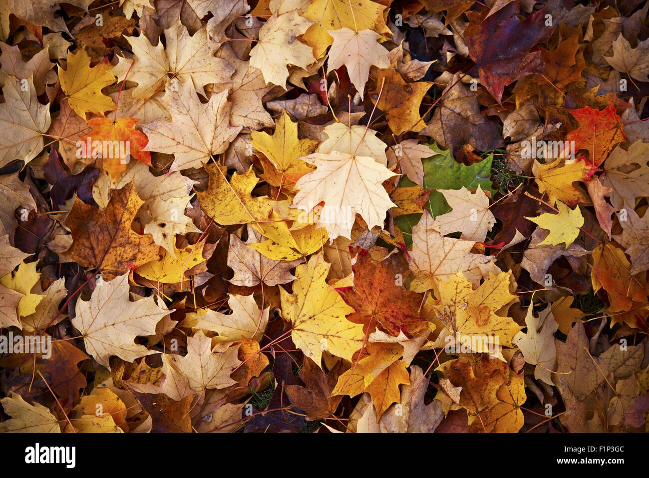 Autumn Leaves Photo Background. Colorful Leaves on a Ground Stock Photo ...