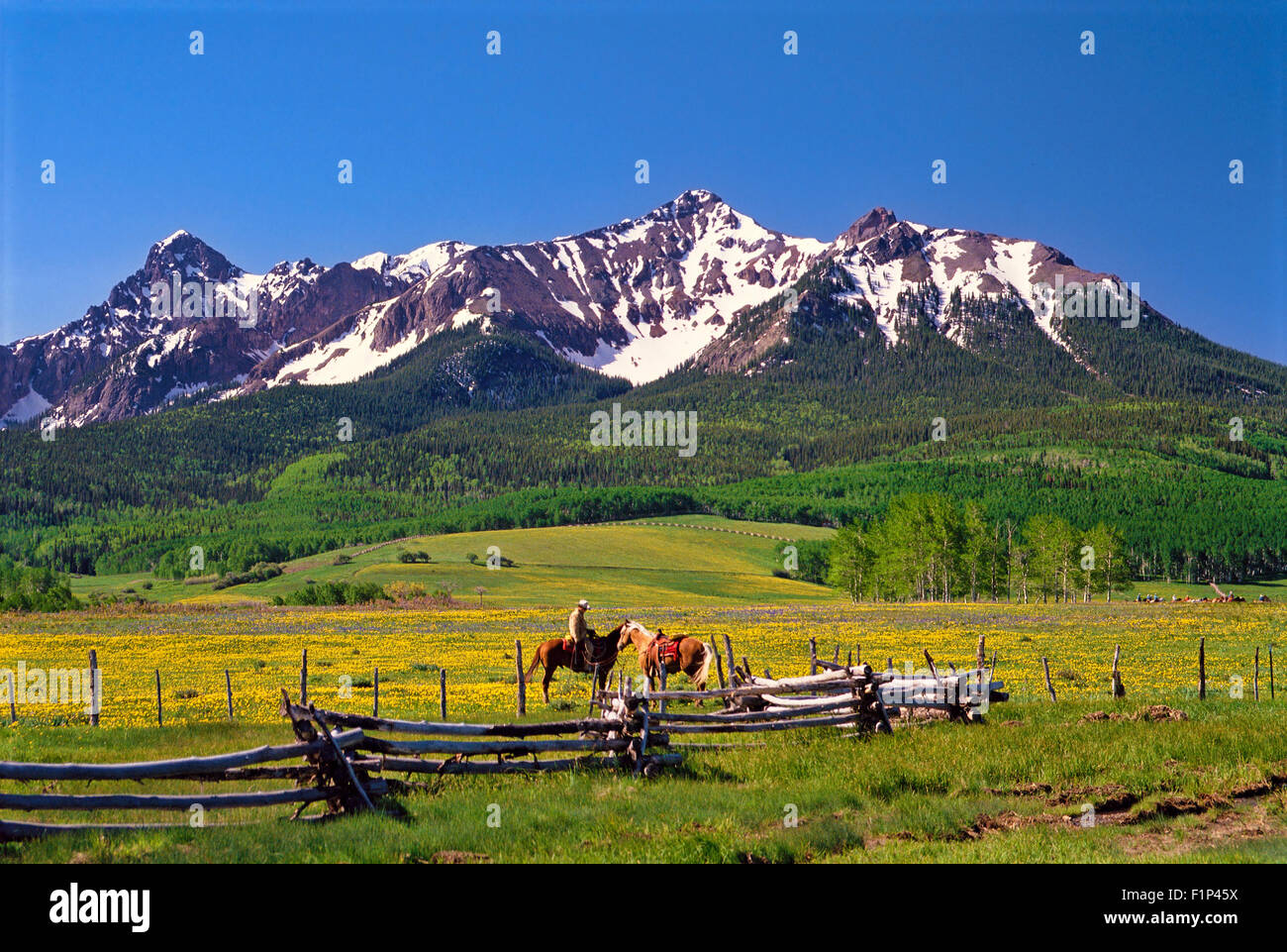 Cowboy on Ranch in Colorado Rockies, Telluride, Colorado, USA Stock Photo