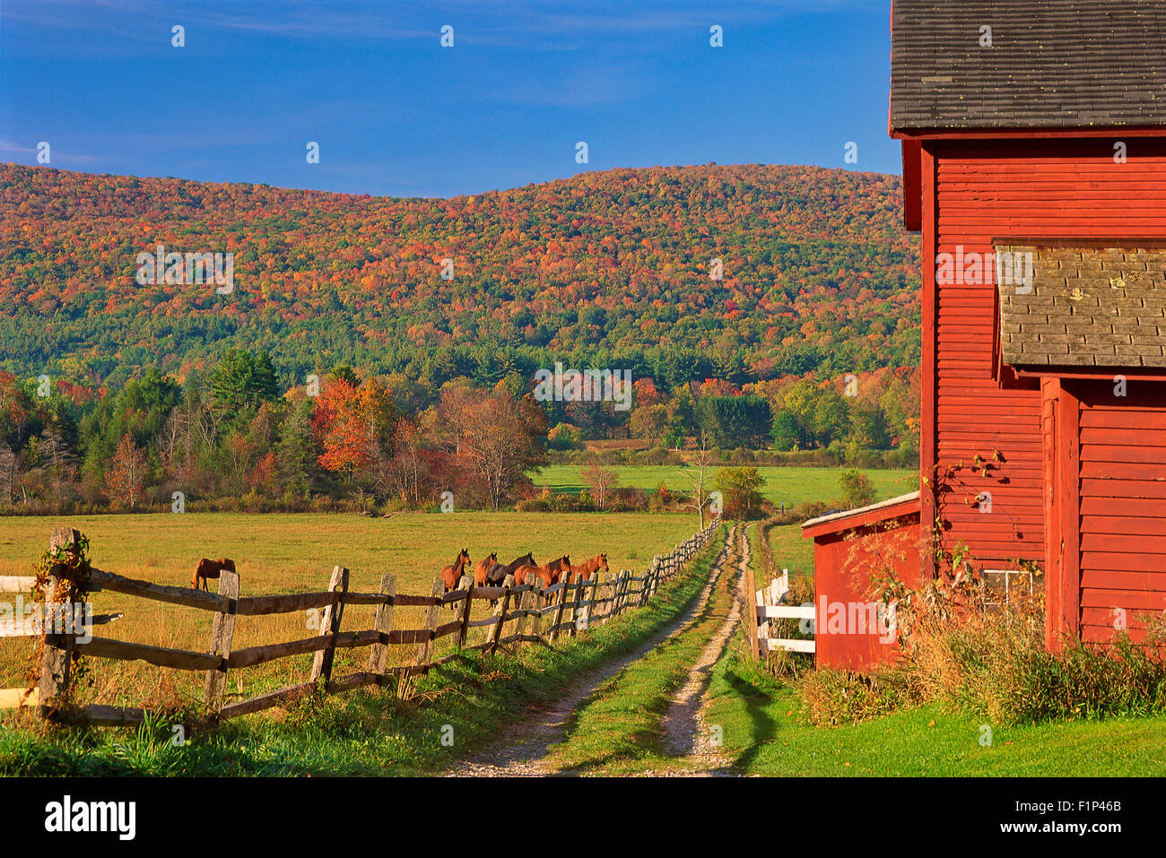 Barn and Horses in Tyringham, Massachusetts, USA Stock Photo