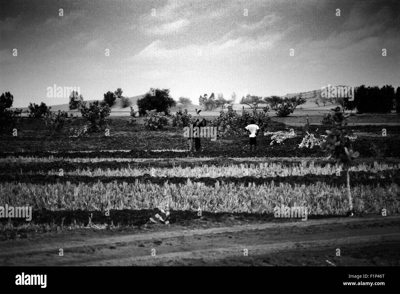 Rice field, landscape near Timbuktu city, Mali Stock Photo