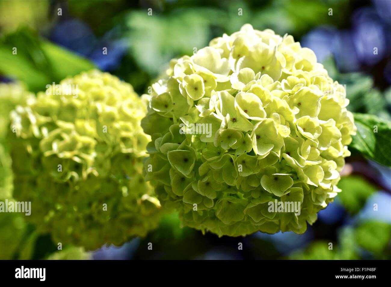 Greenish Flowers. Beautiful Exotic Green Flowers. Botanical Photo Collection. Stock Photo