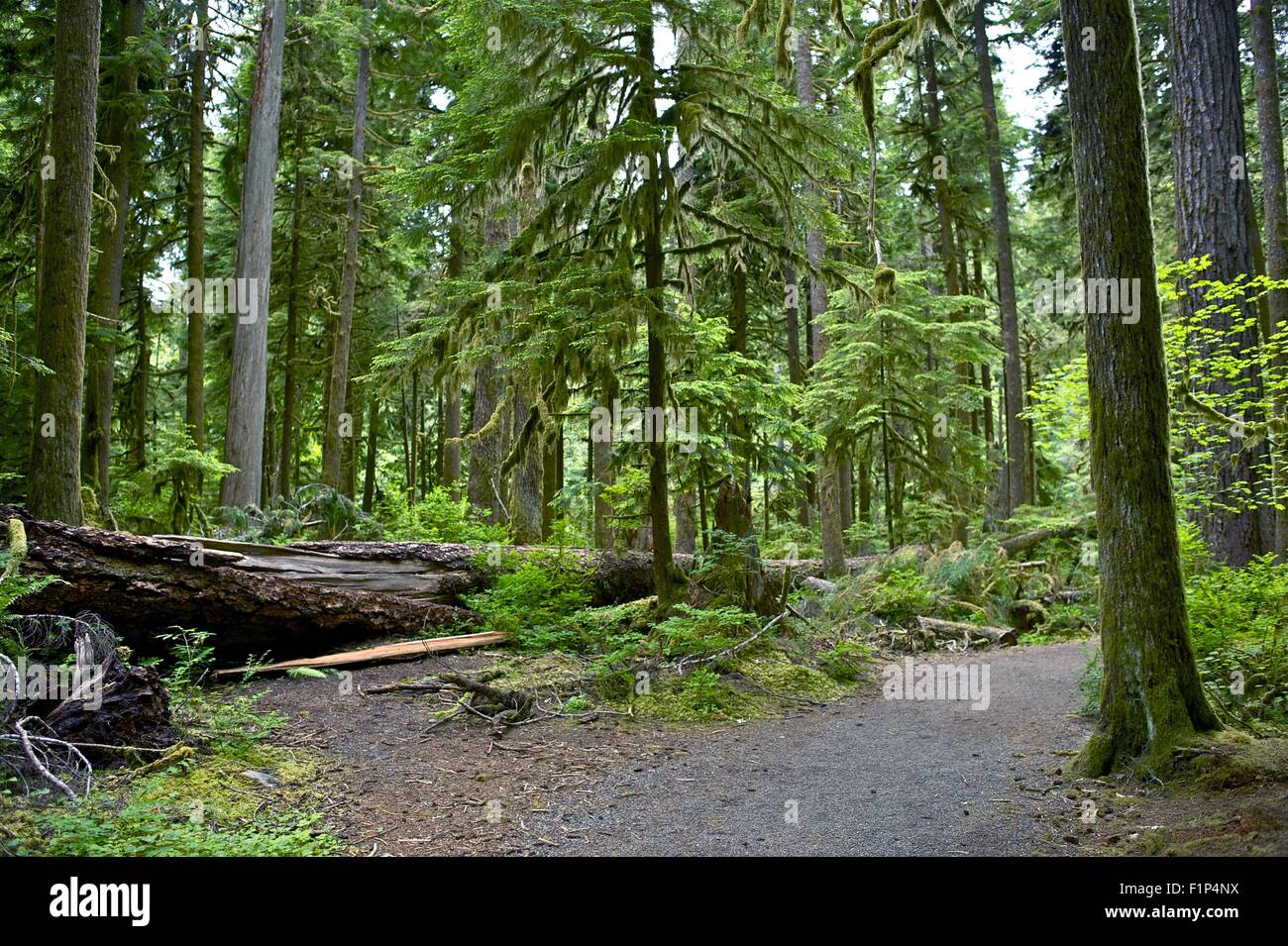 Olympic Peninsula Rainforest Washington State, USA. Rainforest