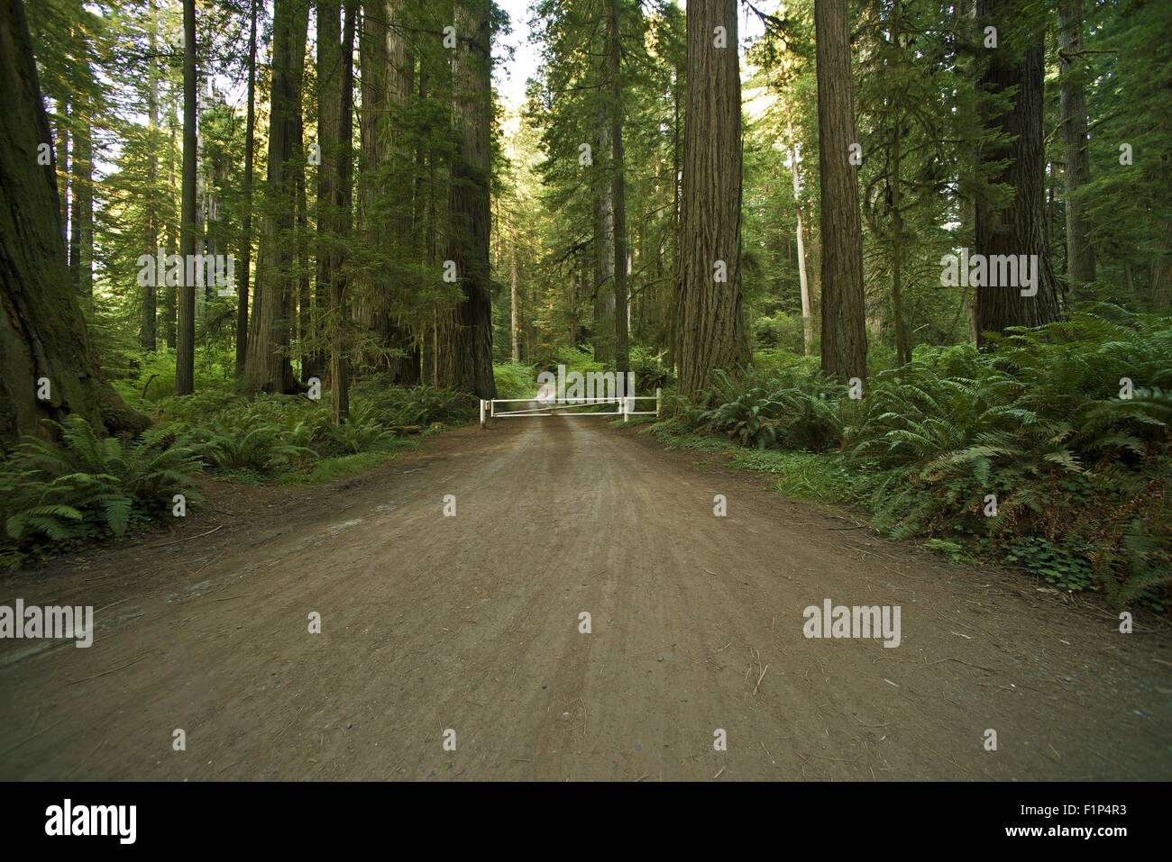 Redwood Forest Road. Redwood Forest National and State Parks Theme. Road Thru Redwoods. Nature Photography Collection. Stock Photo