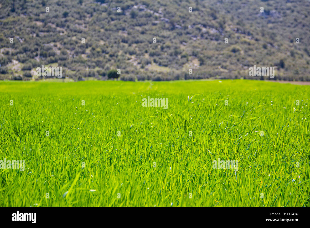 Grass field nature hi-res stock photography and images - Alamy
