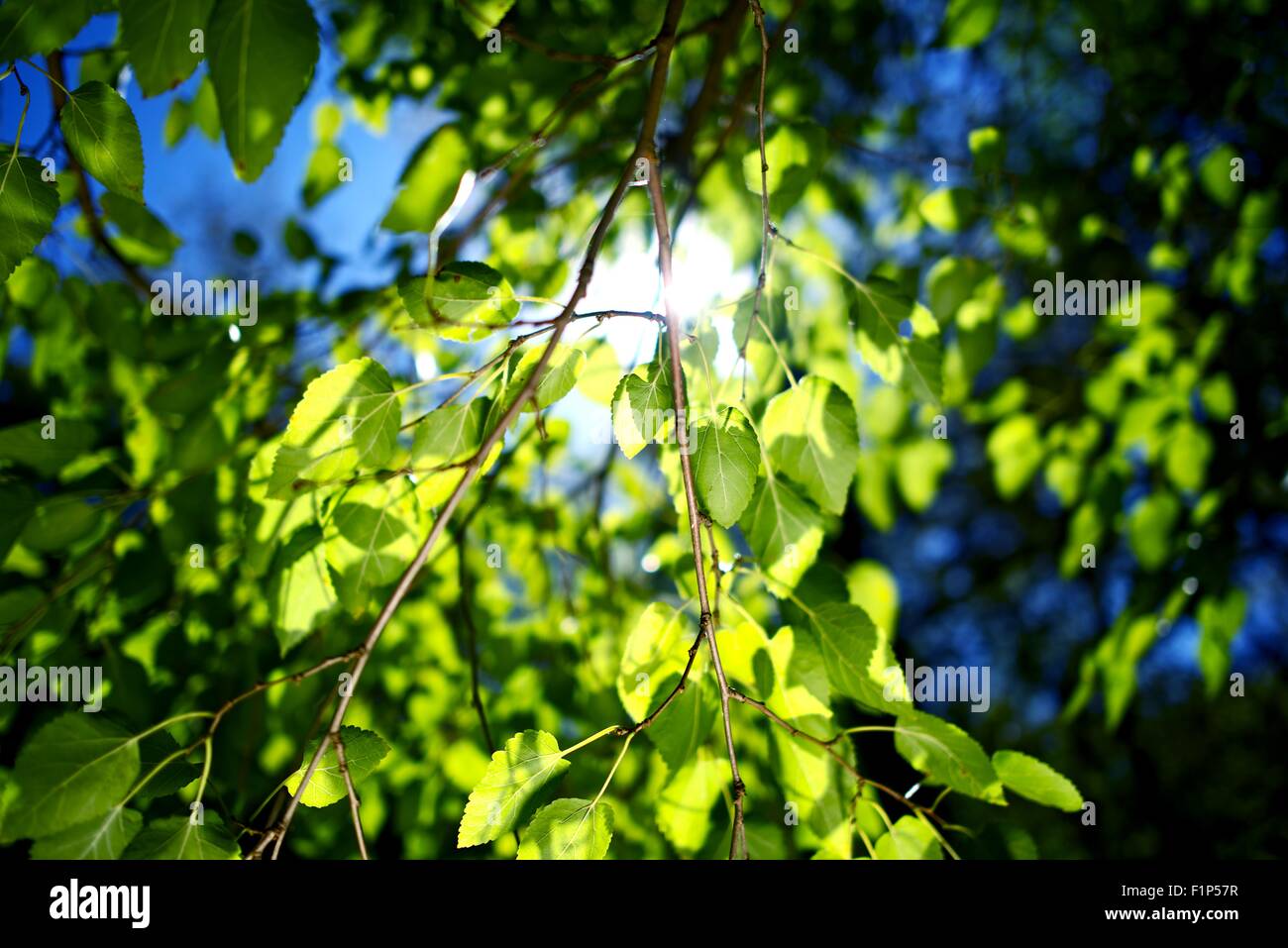 Summer Branches. Summer in the Garden Nature Photo Collection Stock Photo