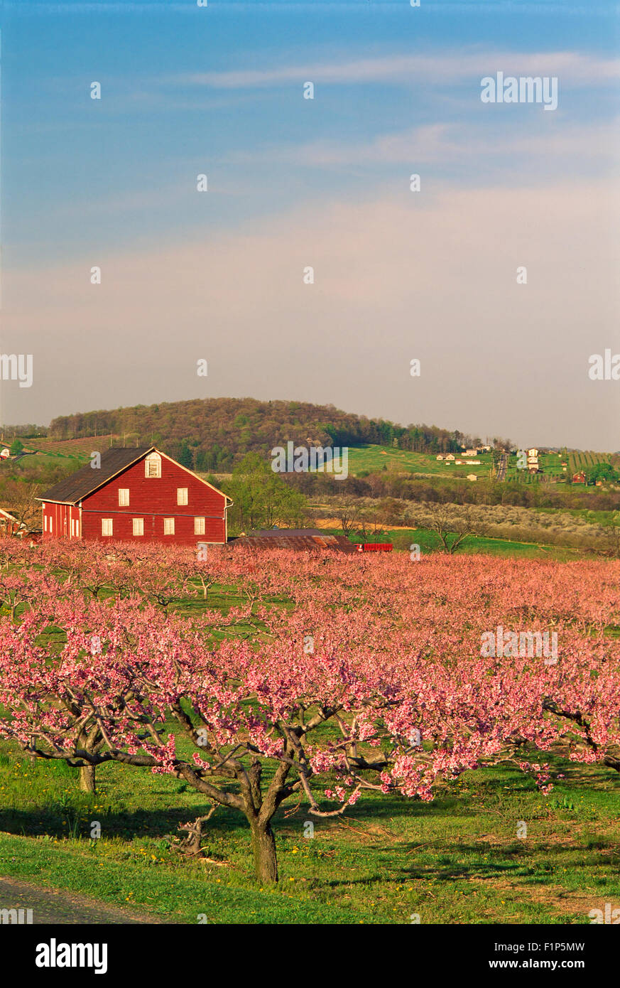 Blooming Peach Grove and Barn, Brysonia, Pennsylvania, USA Stock Photo