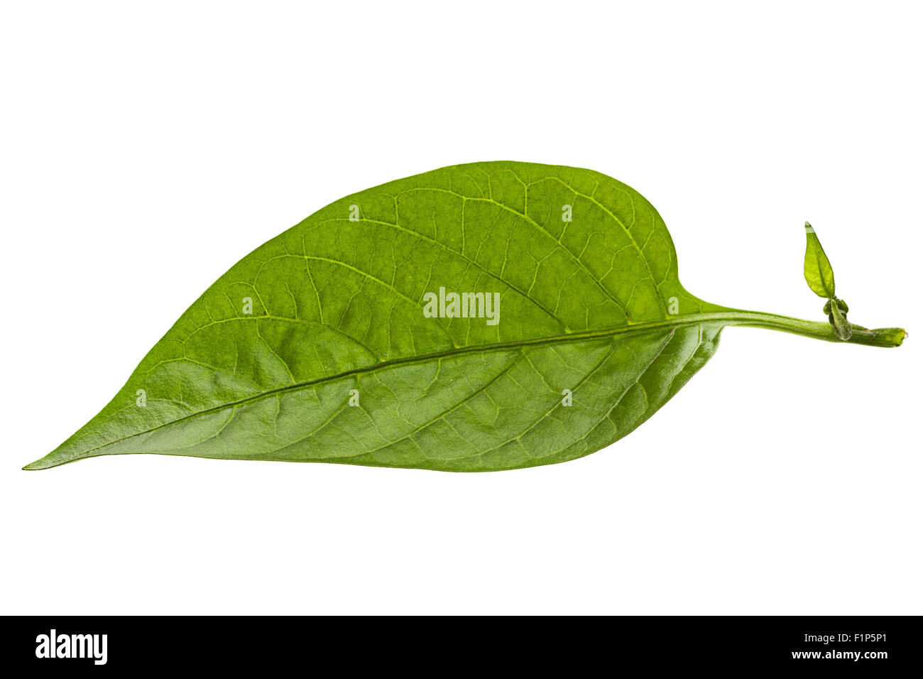 Sweet pepper leaf closeup isolated on white Stock Photo Alamy