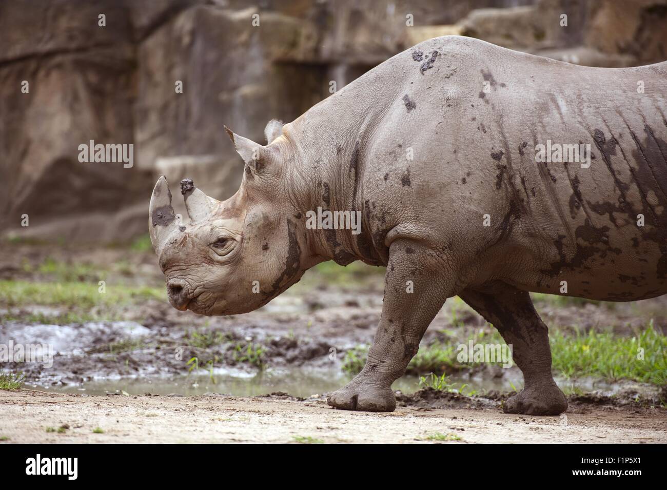 Black Rhinoceros - African Rhino in the Zoo. Black Rhinoceros is a Species of Rhinoceros, Native to the Eastern and Central Afri Stock Photo