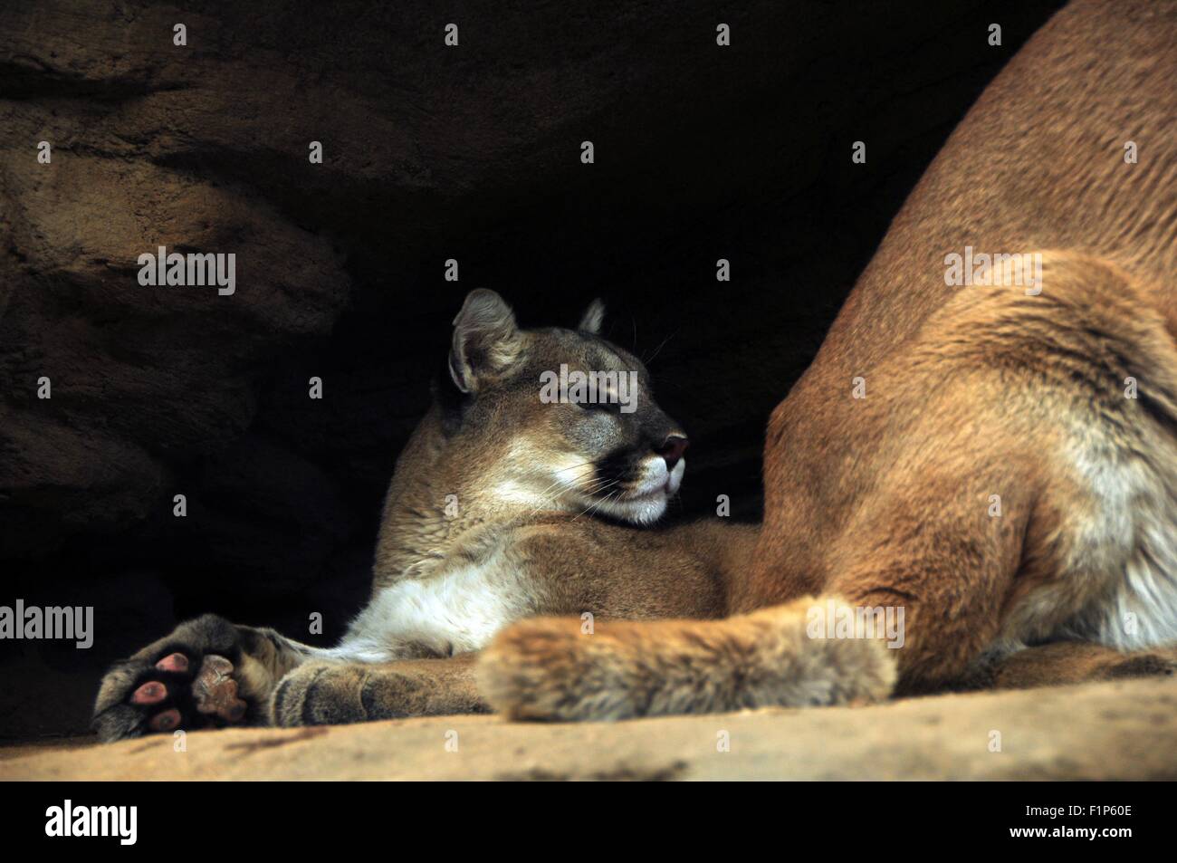 Mountain Lions. The Mountain Lion is Called by More Names Than Any