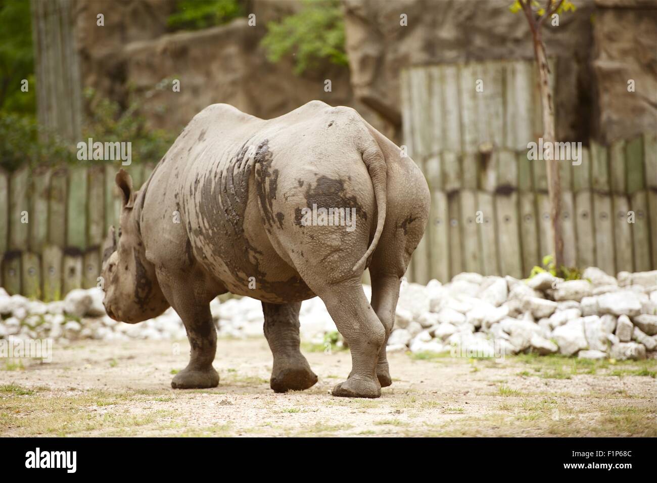 Rhinoceros in the Lincoln Park Zoo, Chicago, IL, U.S.A. Horizontal Rhinoceros Photography. Stock Photo