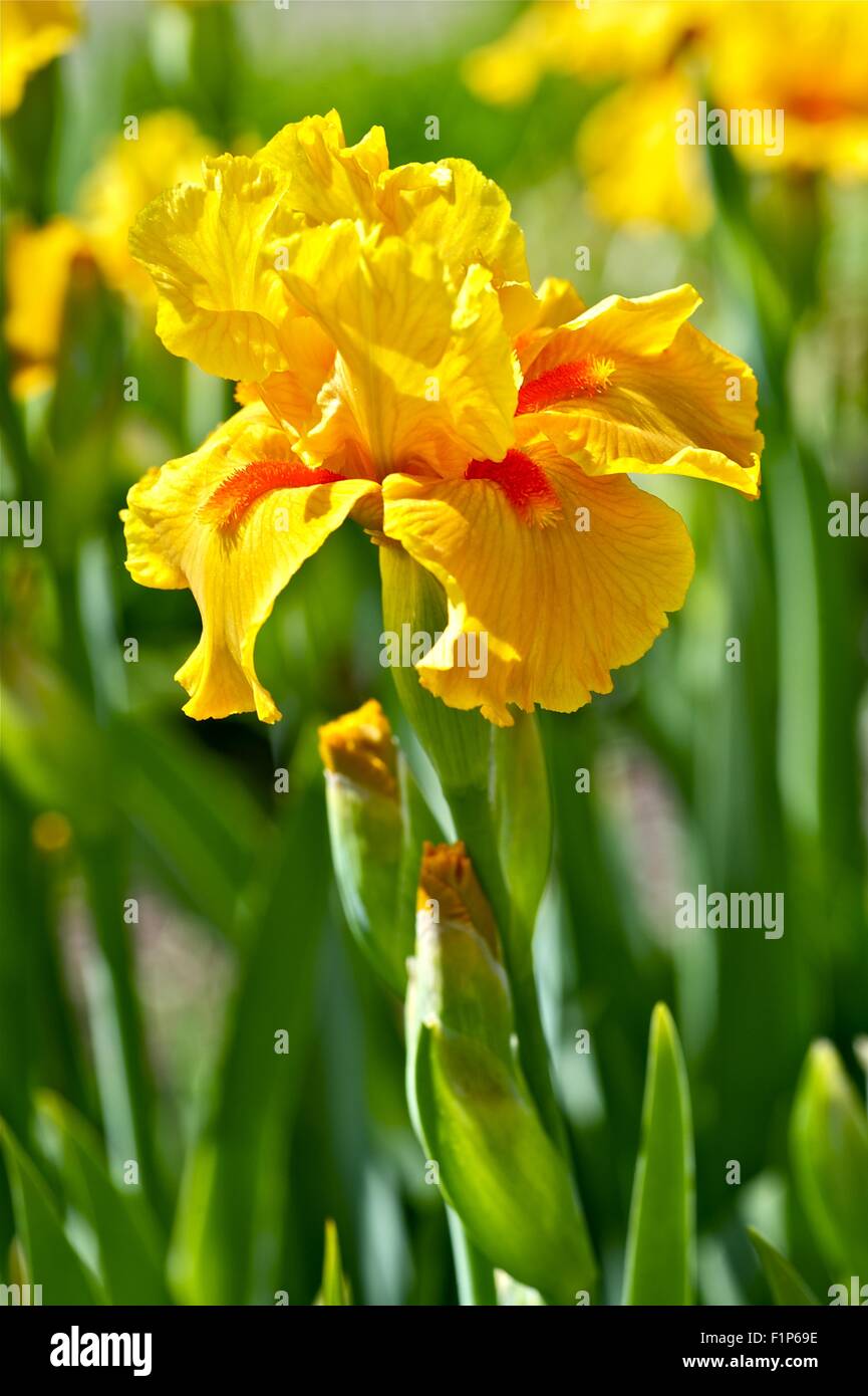 Temperate zone plant hi-res stock photography and images - Alamy