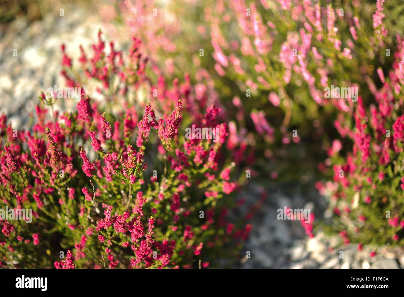 Pink Heathers Horizontal Photo. Summer Moorlands Stock Photo