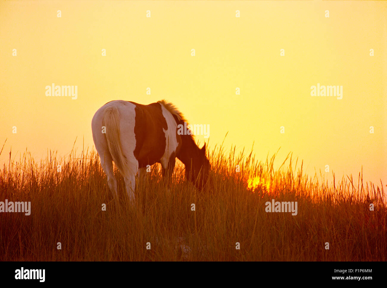 Wild horse grazing at sunrise, Chincoteague Island Wildlife Refuge, Virginia, USA Stock Photo
