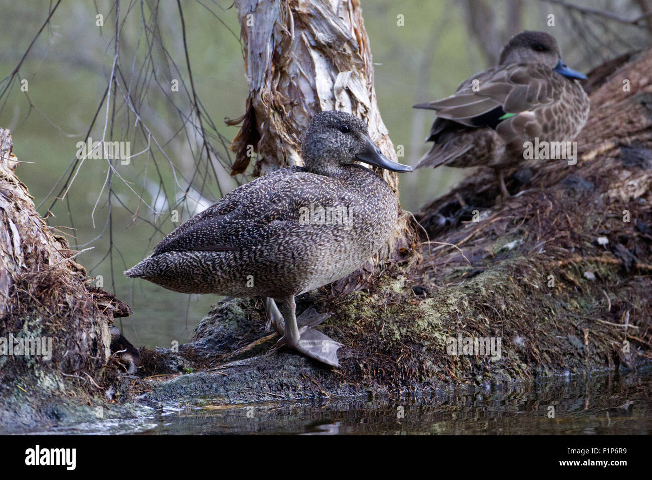 Adult Freckled Duck perched on branch, Herdsman Lake Perth, Western Australia Stock Photo