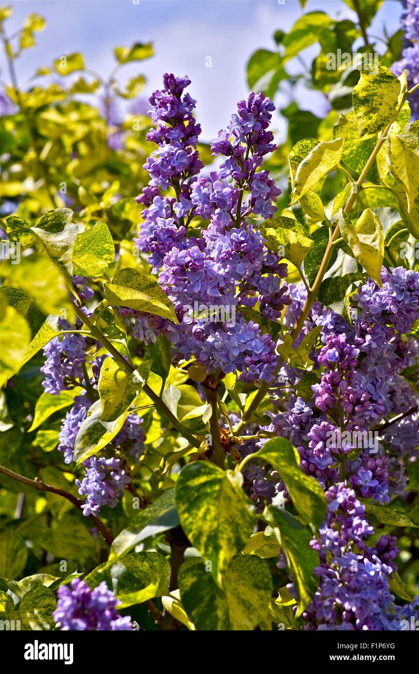 Flowering Lilac Tree. The Genus is Most Closely Related to Ligustrum (Privet), Classified with it in Oleaceae Tribus Oleeae Subt Stock Photo