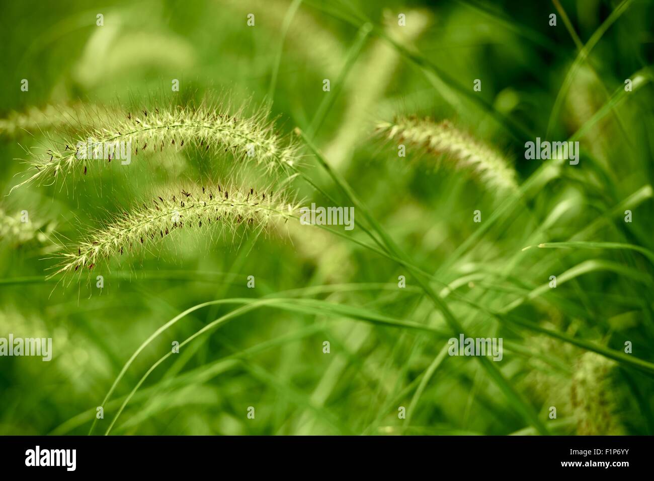 Summer Green Grasses Nature Background. Horizontal Photo. Stock Photo