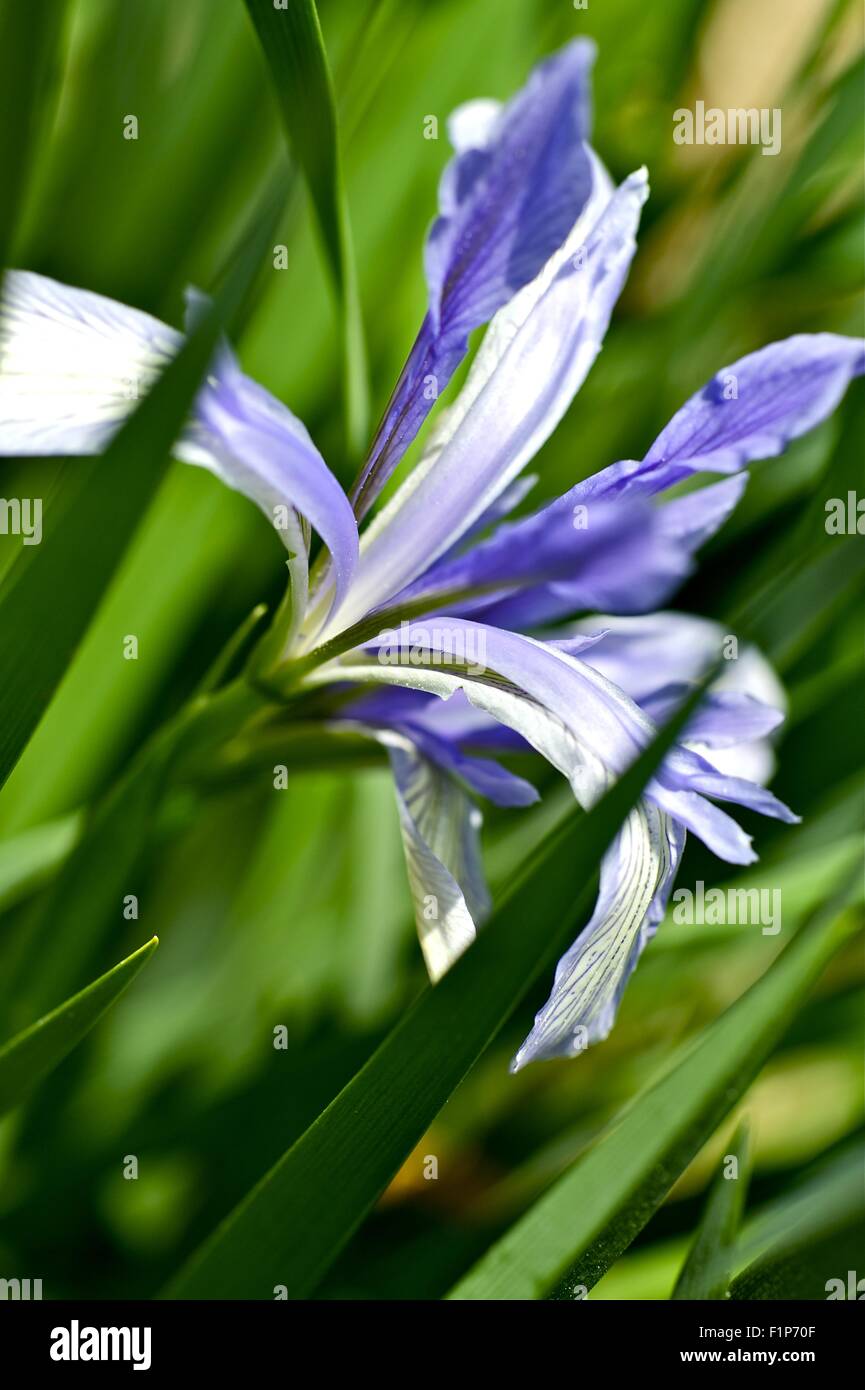 Iris Plant Iris Flower. Blue Large Iris Flowers in the Grass. Nature Photo Collection Stock