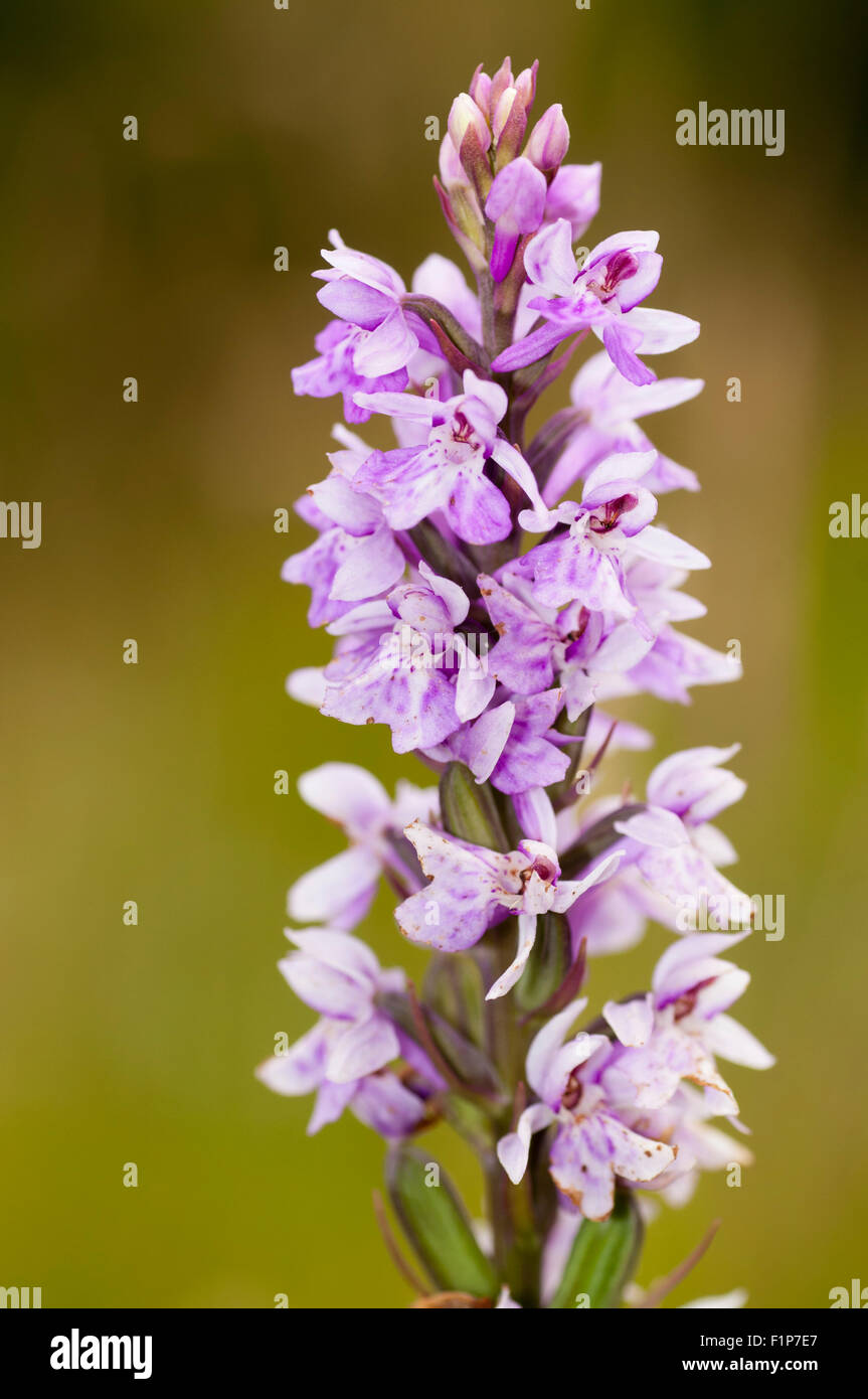 Northern Marsh orchid (Dactylorhiza purpurella) Stock Photo