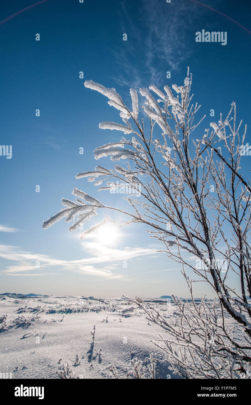 A tree with branches covered in frost Stock Photo - Alamy