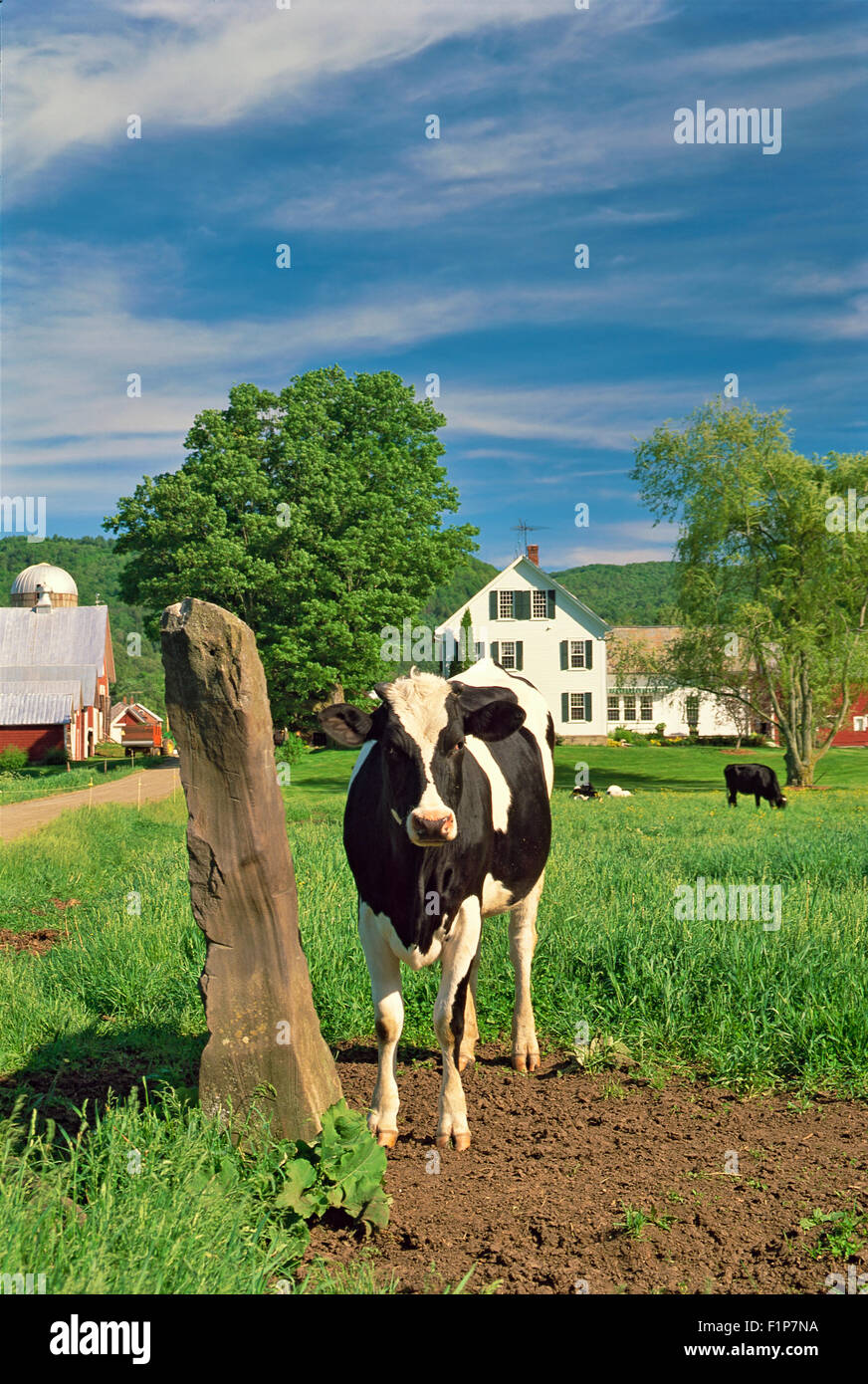 Vermont dairy farm hi-res stock photography and images - Alamy