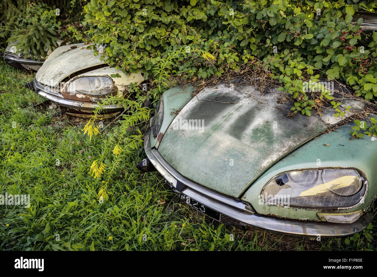 Junk yard with overgrown rotten Citroen DS classic cars Stock Photo