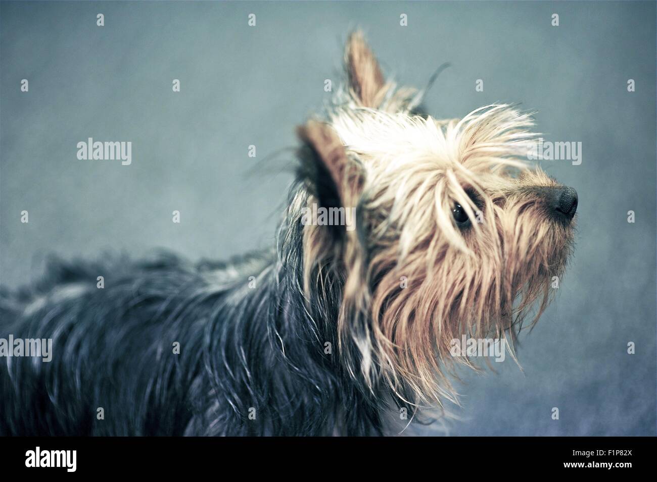 Young Puppy Terrier - Young Silky Terrier Profile. Pets Photo Collection. Stock Photo