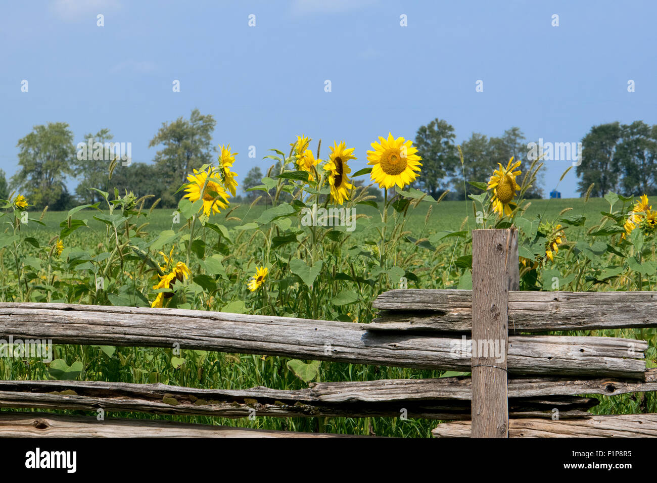 Fence and Sunflowers Stock Photo - Alamy