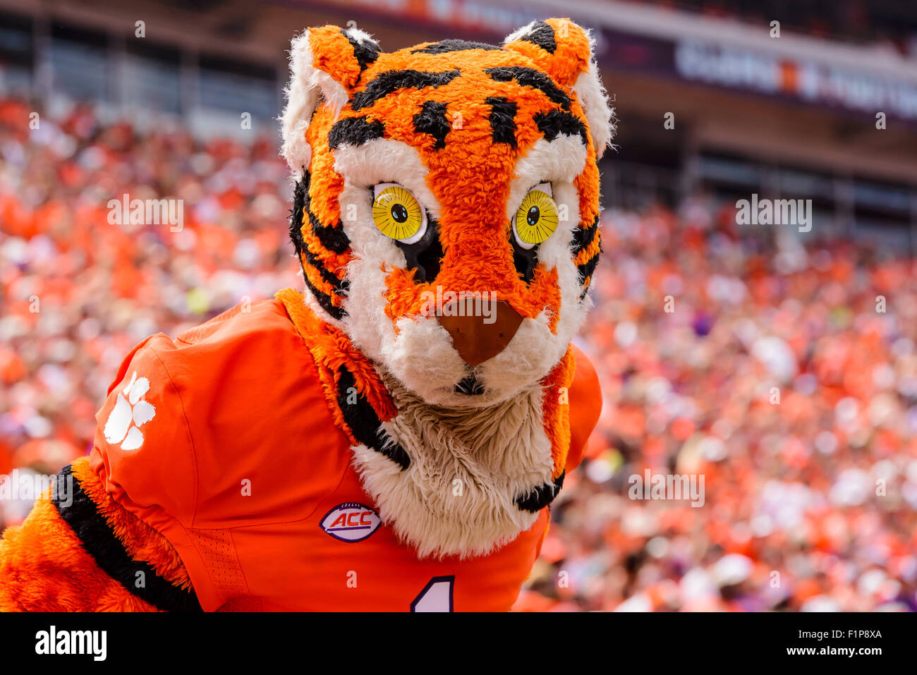 Clemson tiger hi-res stock photography and images - Alamy