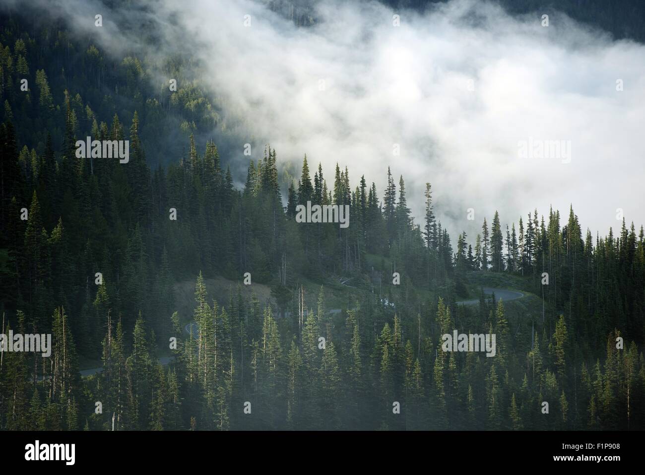 Mountain Clouds - High Elevation Cloudy Olympic Forest. Washington, U.S.A. Nature Photo Collection. Stock Photo