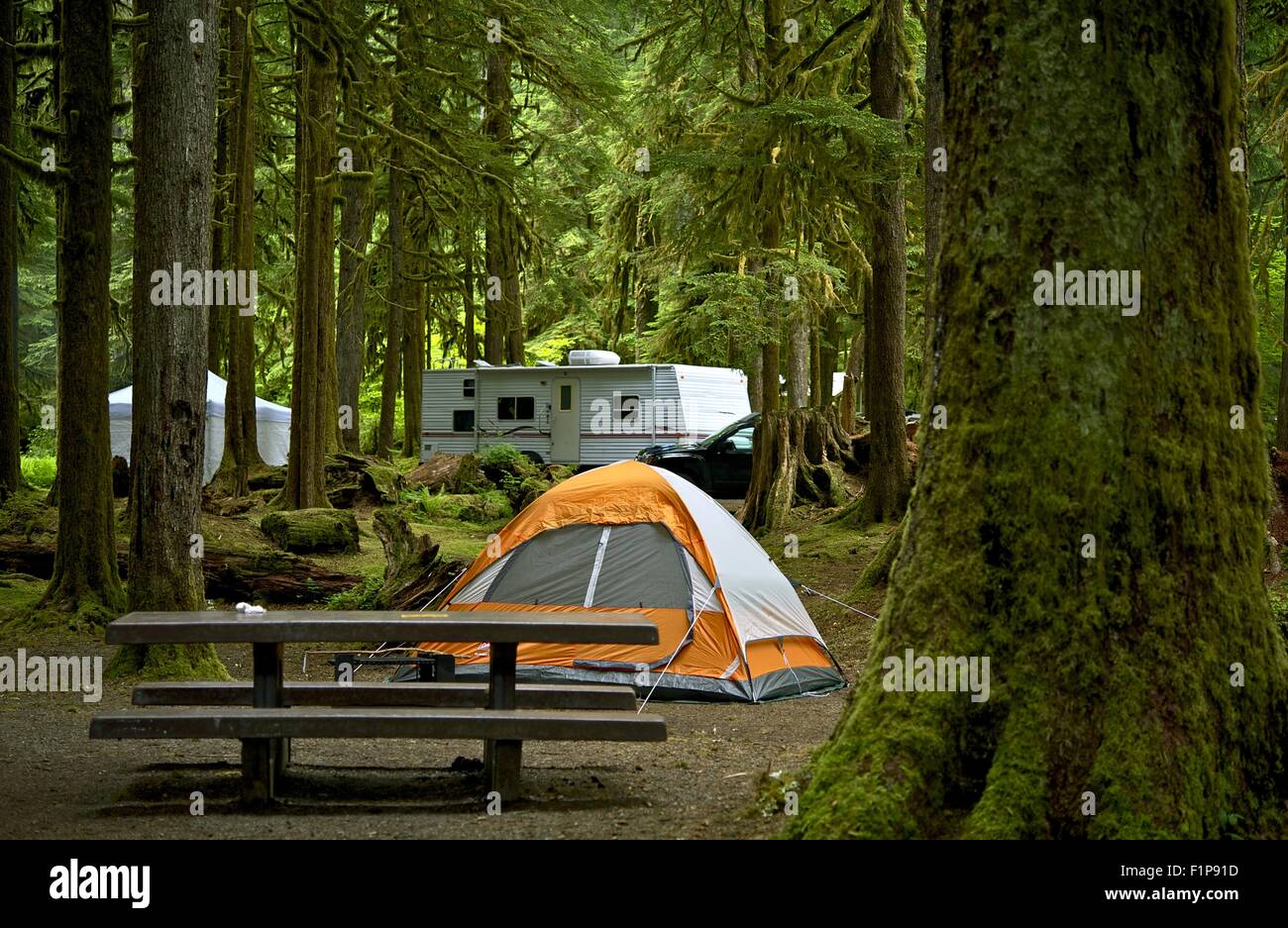 The Campground - Small Orange Tent and Travel Trailer in the Background. Deep Forest Campground. Outdoor Lifestyle Photo Collect Stock Photo
