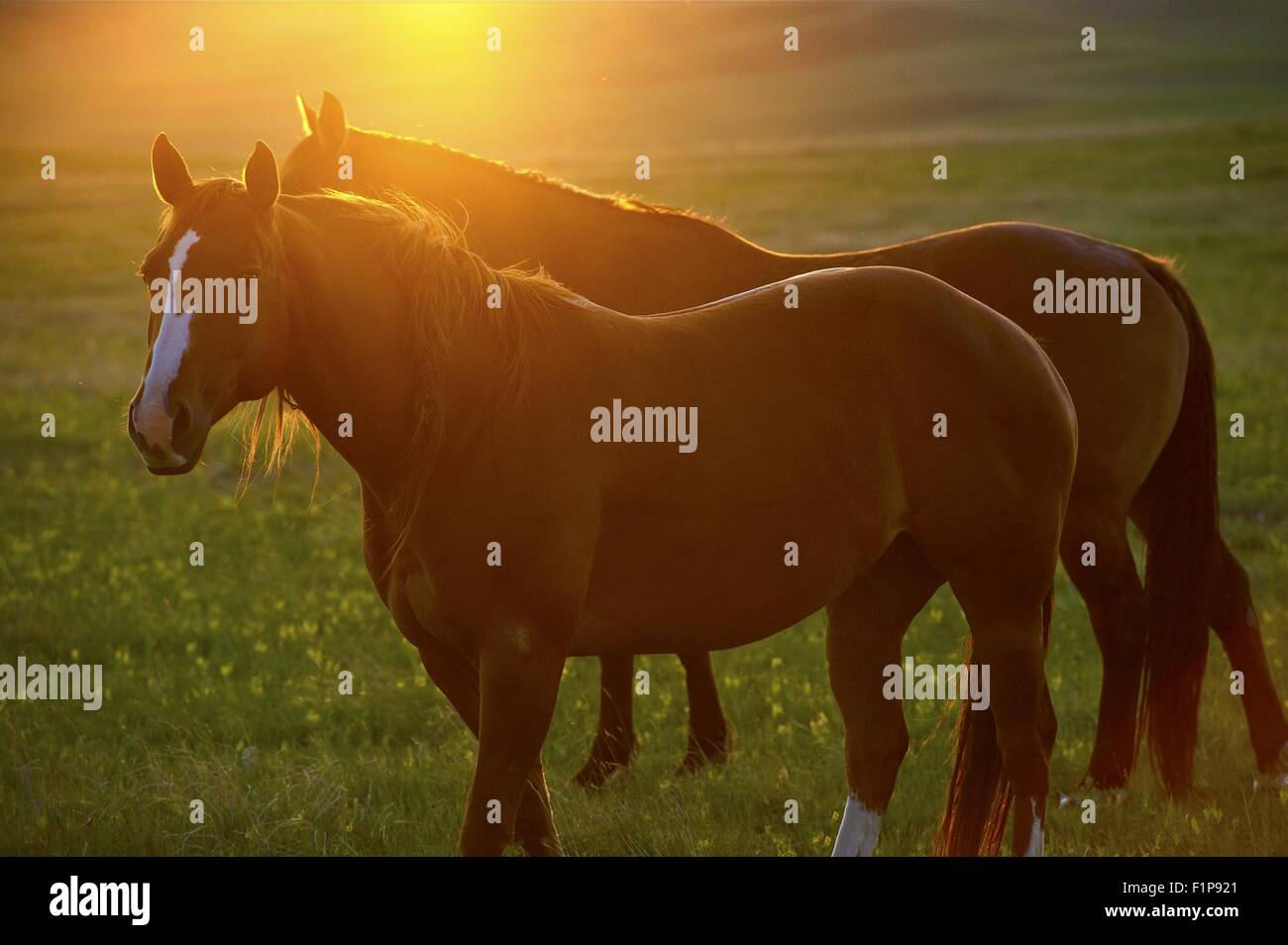 Horses and Sunset - Somewhere in Wyoming, USA. Animals Photo Collection Stock Photo