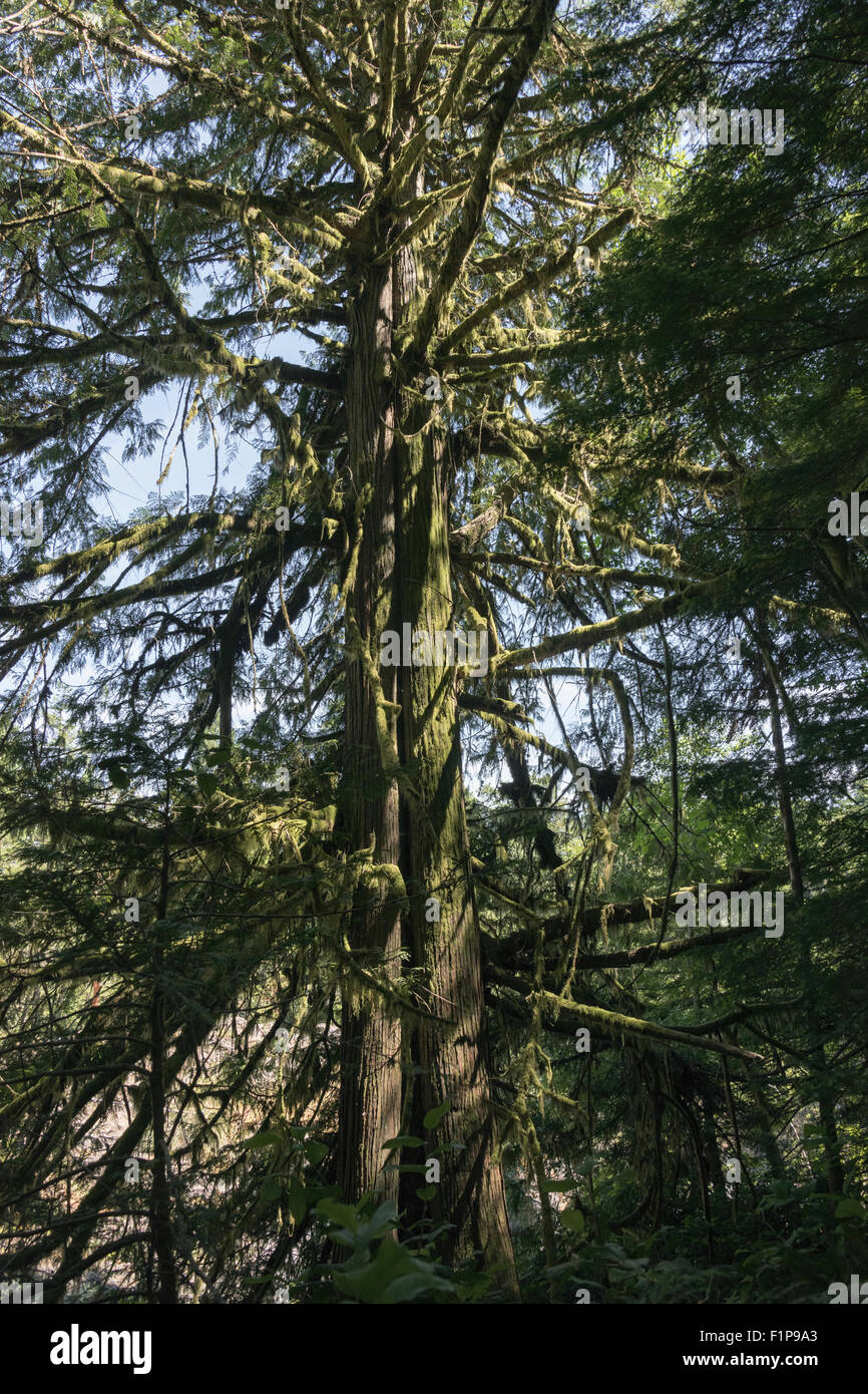 Festooned moss hires stock photography and images Alamy