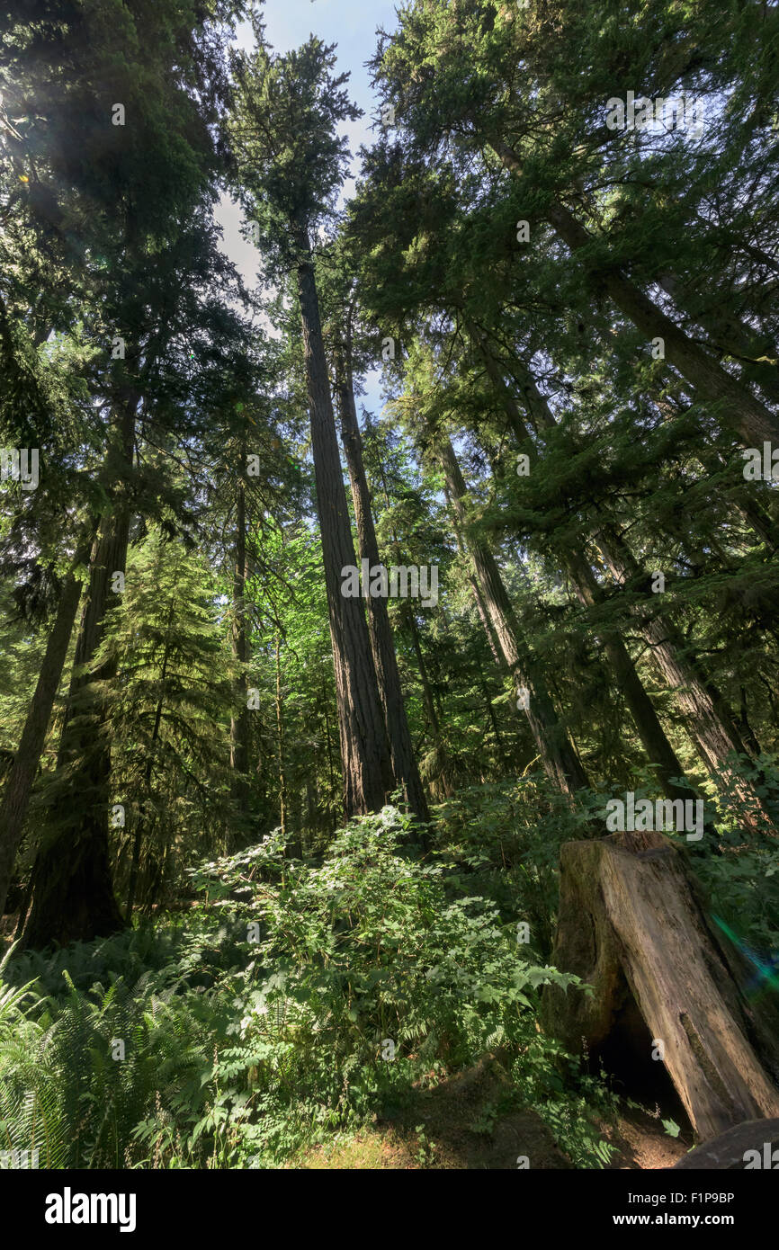 Tall Douglas fir trees, Cathedral Grove, Vancouver Island, British