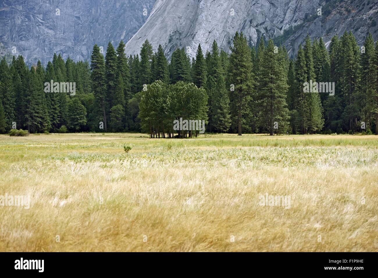 Yosemite Valley Meadows, Tree Line and Mountains in Background. Western
